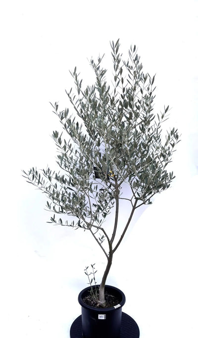 NEWミッション（オリーブの木）｜Mサイズ｜K-265｜約150cm｜人気・直立型・シンボルツリー向き 株式会社鶴亀園