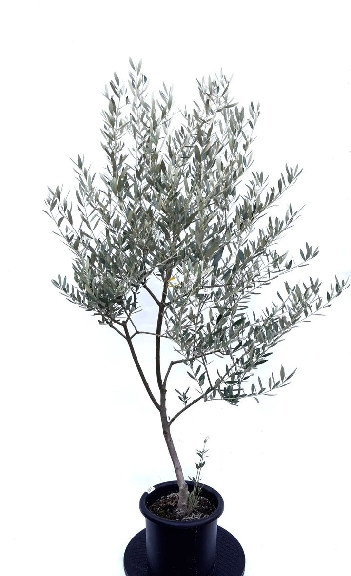 NEWミッション（オリーブの木）｜Mサイズ｜K-265｜約150cm｜人気・直立