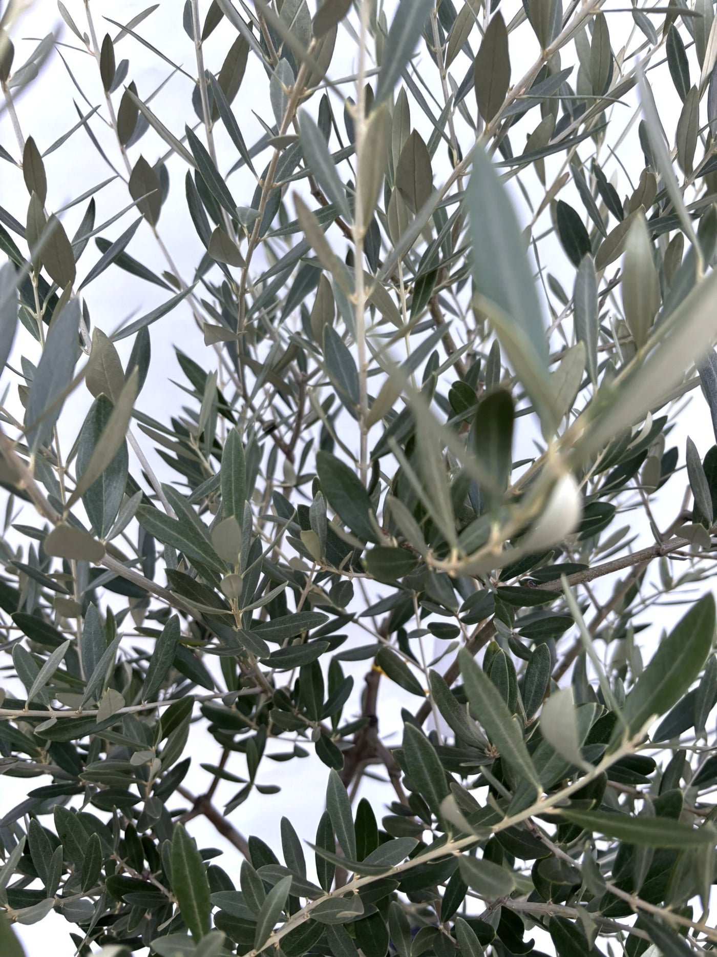 NEWミッション（オリーブの木）｜Mサイズ｜K-265｜約150cm｜人気・直立型・シンボルツリー向き 株式会社鶴亀園