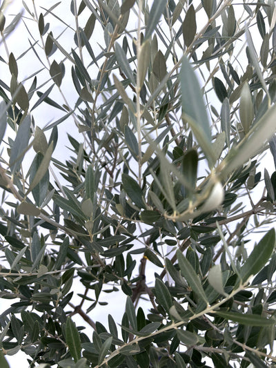 NEWミッション（オリーブの木）｜Mサイズ｜K-265｜約150cm｜人気・直立型・シンボルツリー向き 株式会社鶴亀園