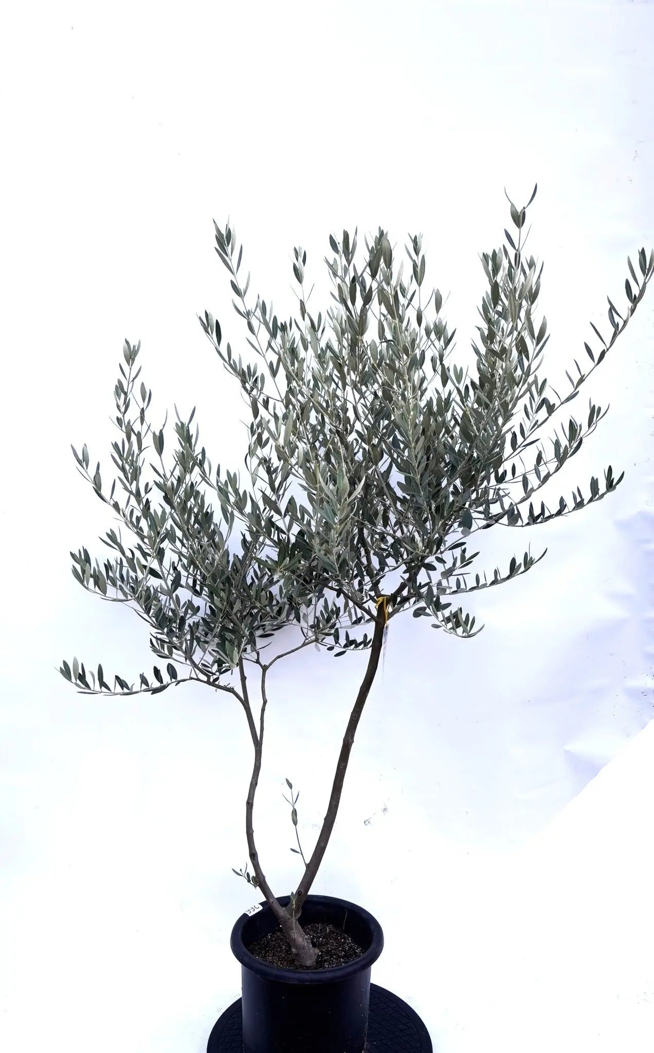 NEWミッション（オリーブの木）｜Mサイズ｜K-266｜約140cm｜人気・直立型・シンボルツリー向き 株式会社鶴亀園