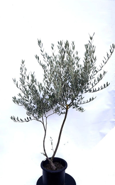 NEWミッション（オリーブの木）｜Mサイズ｜K-266｜約140cm｜人気・直立型・シンボルツリー向き 株式会社鶴亀園