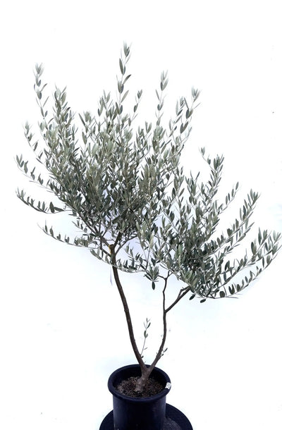 NEWミッション（オリーブの木）｜Mサイズ｜K-266｜約140cm｜人気・直立型・シンボルツリー向き 株式会社鶴亀園