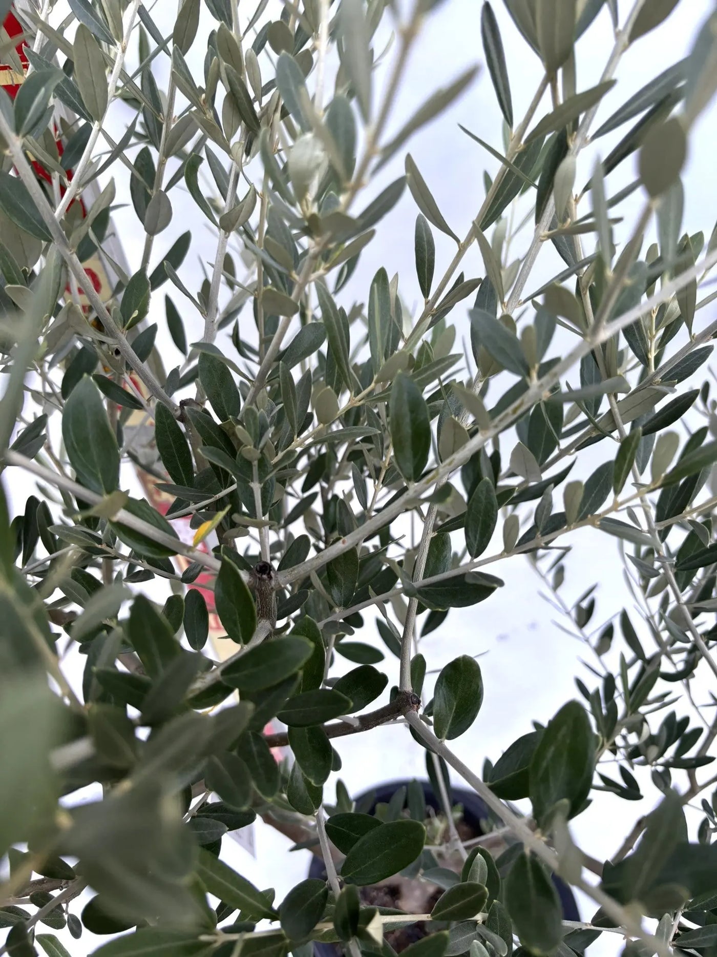 NEWミッション（オリーブの木）｜Mサイズ｜K-266｜約140cm｜人気・直立型・シンボルツリー向き 株式会社鶴亀園