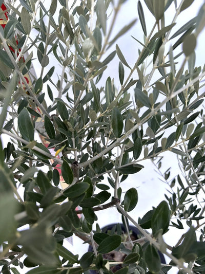 NEWミッション（オリーブの木）｜Mサイズ｜K-266｜約140cm｜人気・直立型・シンボルツリー向き 株式会社鶴亀園