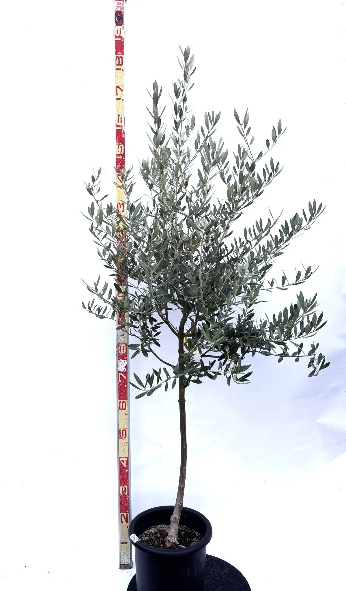 NEWミッション（オリーブの木）｜Mサイズ｜K-267｜約160cm｜人気・直立型・シンボルツリー向き 株式会社鶴亀園