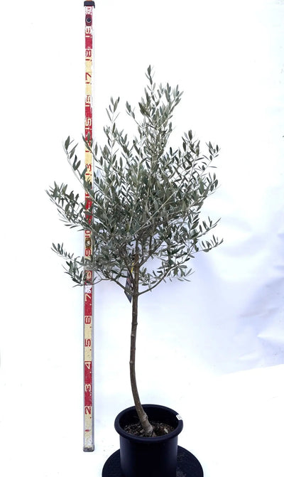 NEWミッション（オリーブの木）｜Mサイズ｜K-267｜約160cm｜人気・直立型・シンボルツリー向き 株式会社鶴亀園