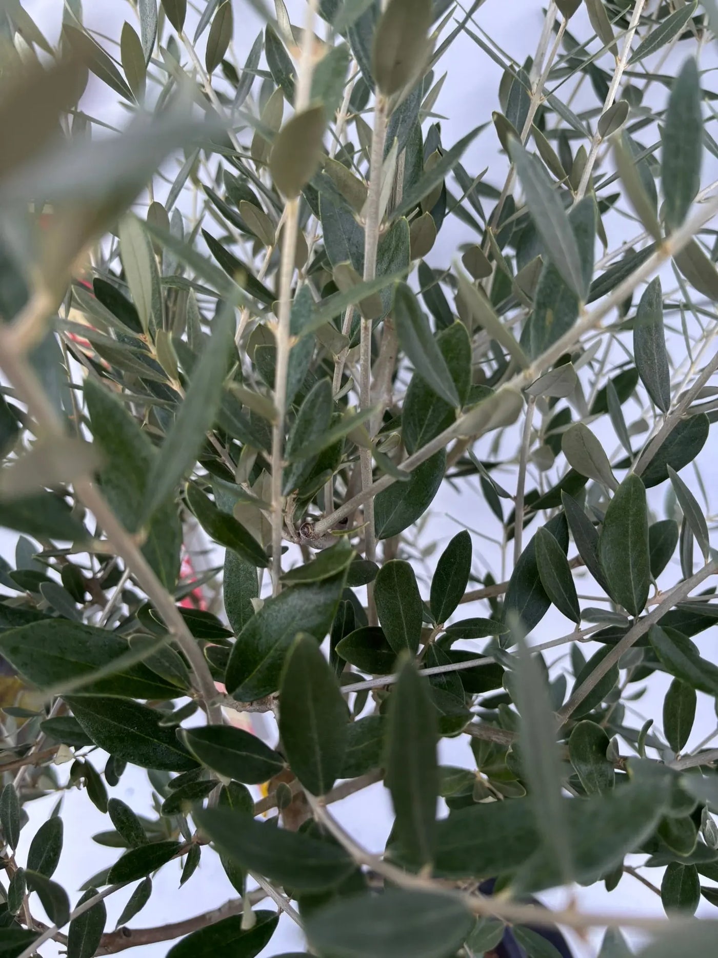 NEWミッション（オリーブの木）｜Mサイズ｜K-267｜約160cm｜人気・直立型・シンボルツリー向き 株式会社鶴亀園