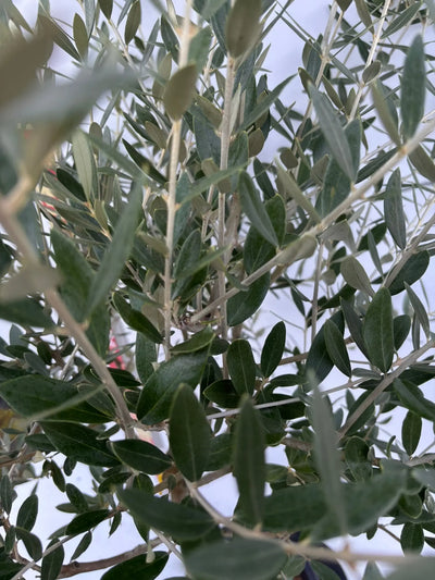 NEWミッション（オリーブの木）｜Mサイズ｜K-267｜約160cm｜人気・直立型・シンボルツリー向き 株式会社鶴亀園