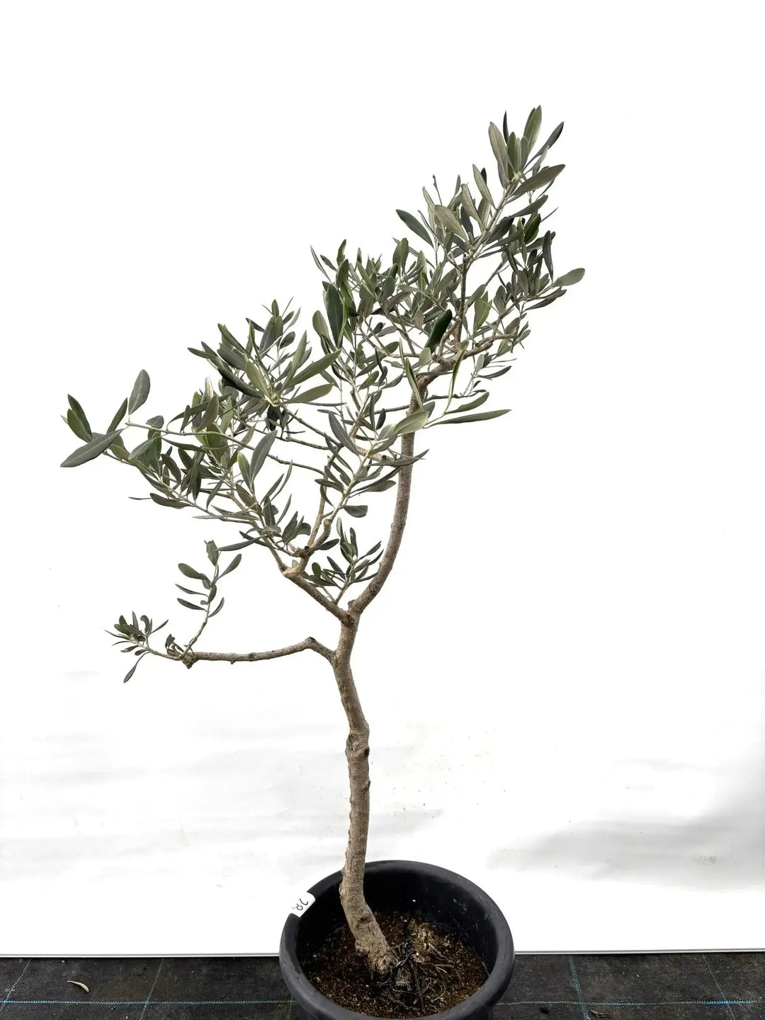 ハーディーズマンモス Mサイズ 約130cm K-28 オリーブの木 - 株式会社