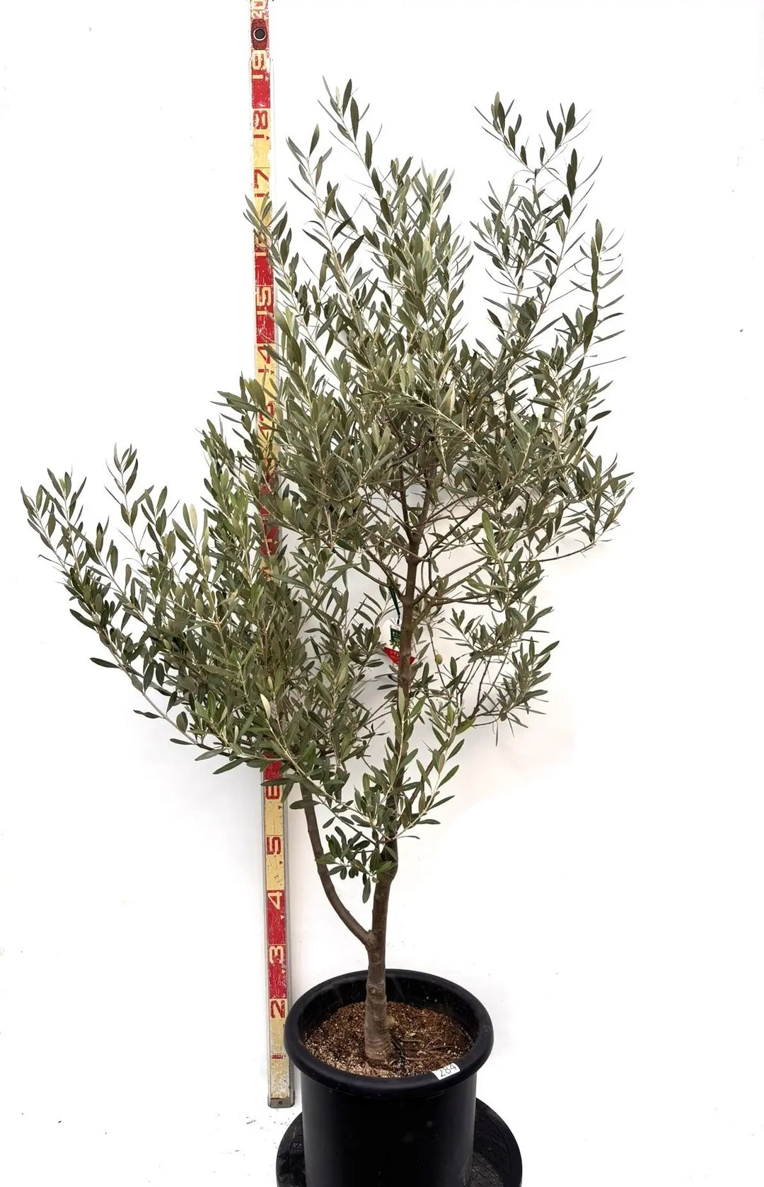 NEWシプレシーノ（オリーブの木）｜Lサイズ｜K-284｜約170cm