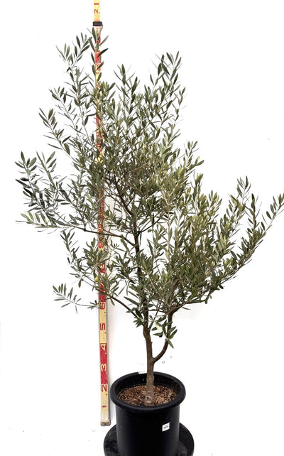 NEWシプレシーノ（オリーブの木）｜Lサイズ｜K-284｜約170cm｜人気・初心者・シンボルツリー向き