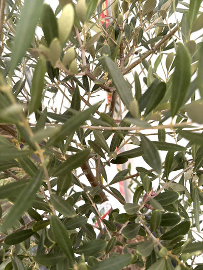 NEWシプレシーノ（オリーブの木）｜Lサイズ｜K-284｜約170cm｜人気・初心者・シンボルツリー向き