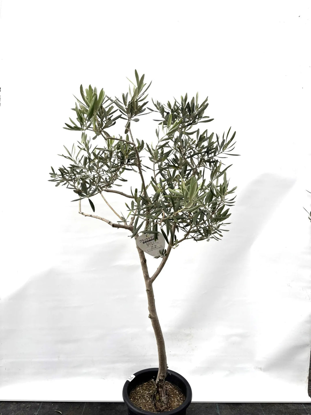 オリーブの木　ブラックイタリアン　10号　約160cm　K-67　希少品種 Amazon.co.jp: オリーブの木 ブラックイタリアン 10号 約160cm K