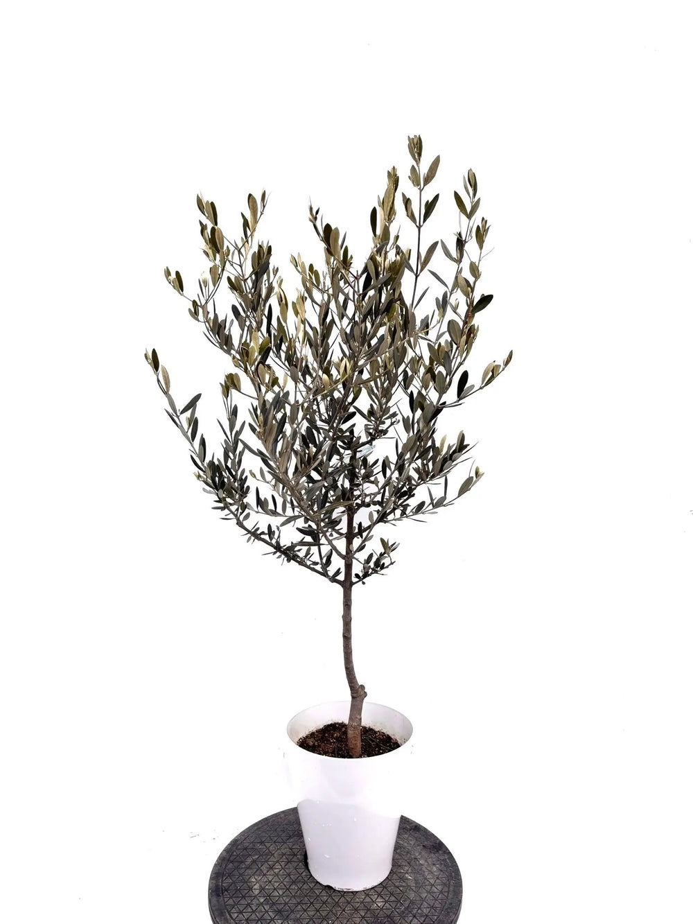 オリーブ苗木一覧 - 株式会社鶴亀園 – ページ4