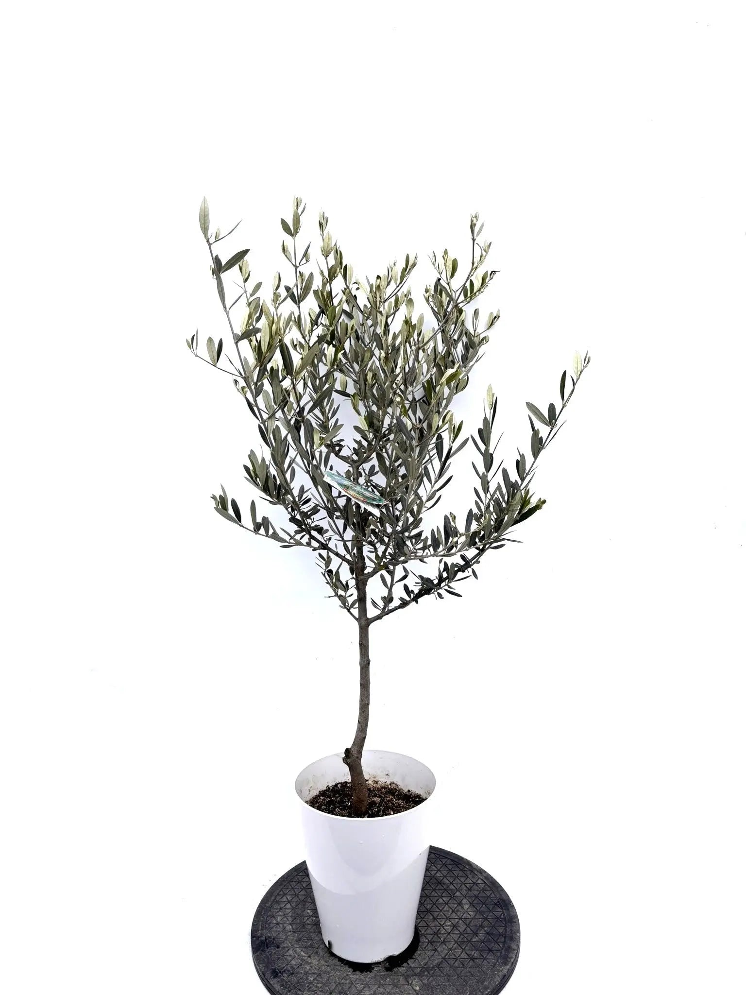 NEWアメリカン（オリーブの木）｜Sサイズ｜K-294｜約110cm｜希少・銀葉