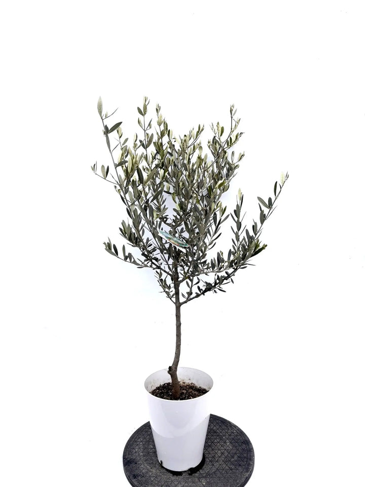 NEWアメリカン（オリーブの木）｜Sサイズ｜K-294｜約110cm｜希少・銀葉