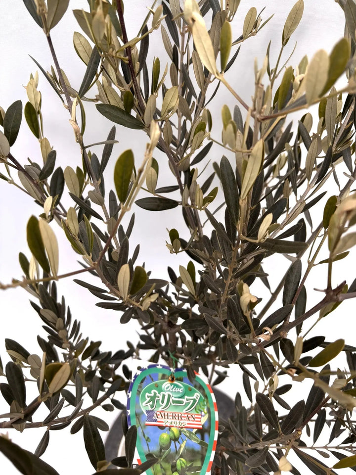 NEWアメリカン（オリーブの木）｜Sサイズ｜K-294｜約110cm｜希少・銀葉