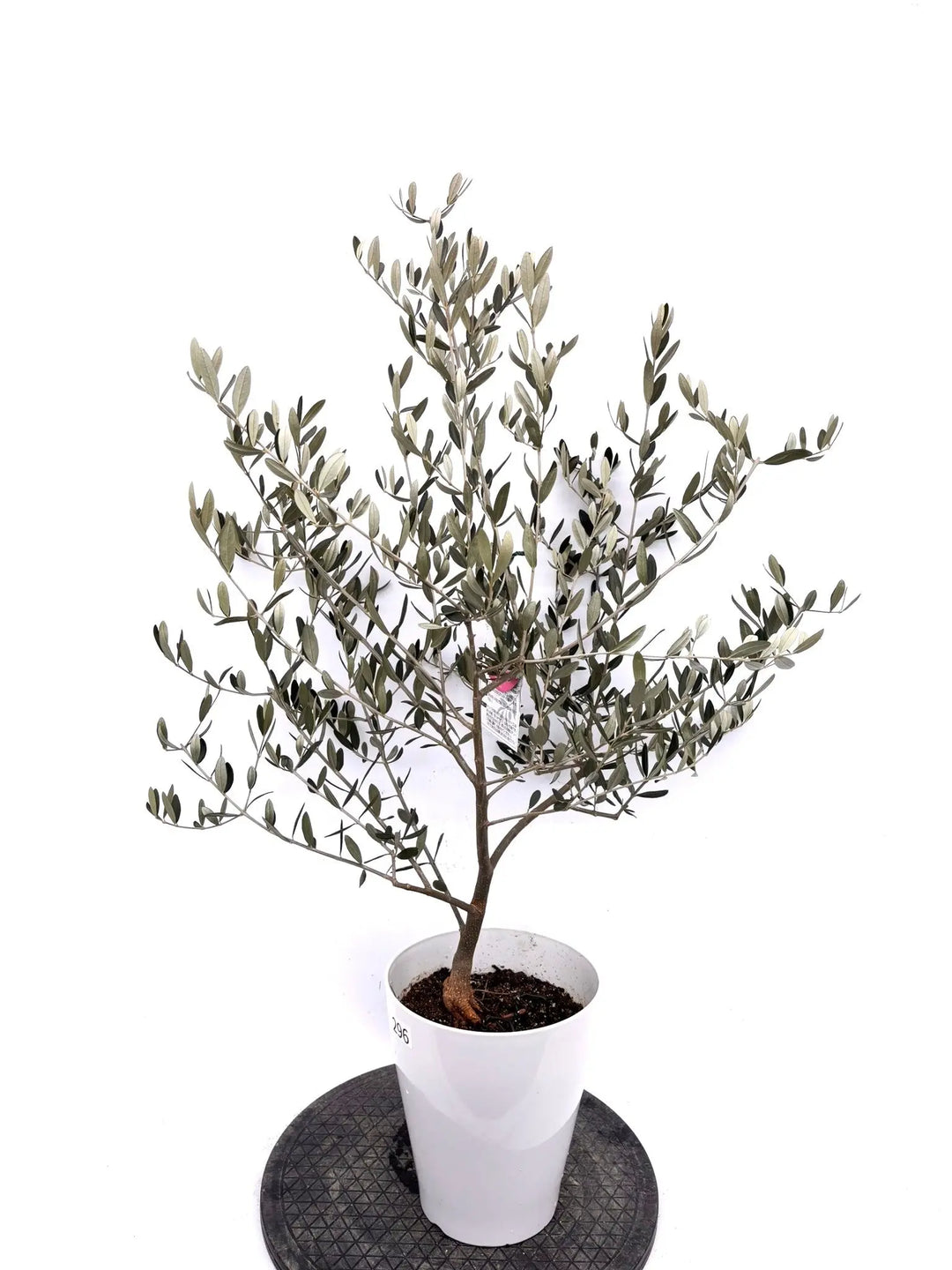 新商品 - 株式会社鶴亀園