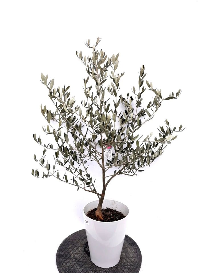 オリーブの木　アレクーゾ　7号　約100cm　K-296　現品掲載 NEWアレクーゾ（オリーブの木）｜Sサイズ｜K-296｜約100cm｜実つき良好