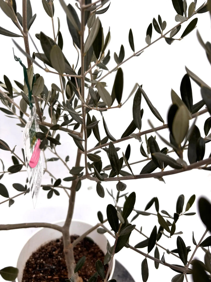 NEWアレクーゾ（オリーブの木）｜Sサイズ｜K-296｜約100cm｜実つき良好