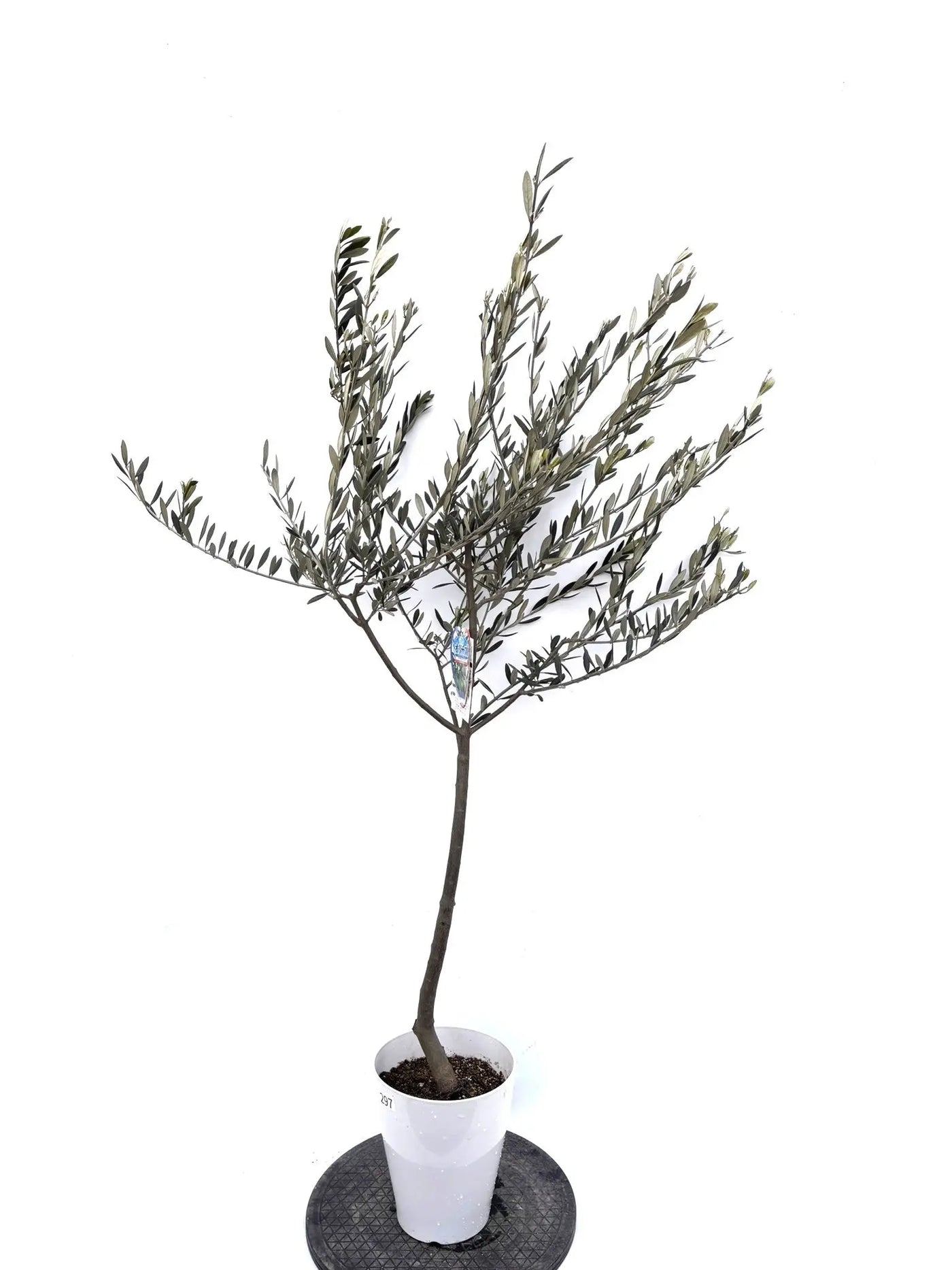 NEWオブリッツア（オリーブの木）｜Sサイズ｜K-297｜約150cm｜希少・銀