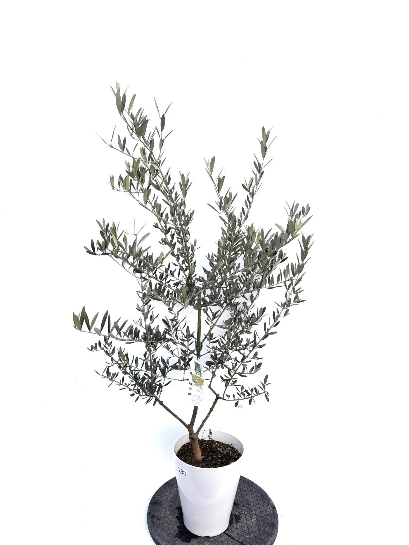 NEWタラスコア（オリーブの木）｜Sサイズ｜K-298｜約120cm｜希少・下垂