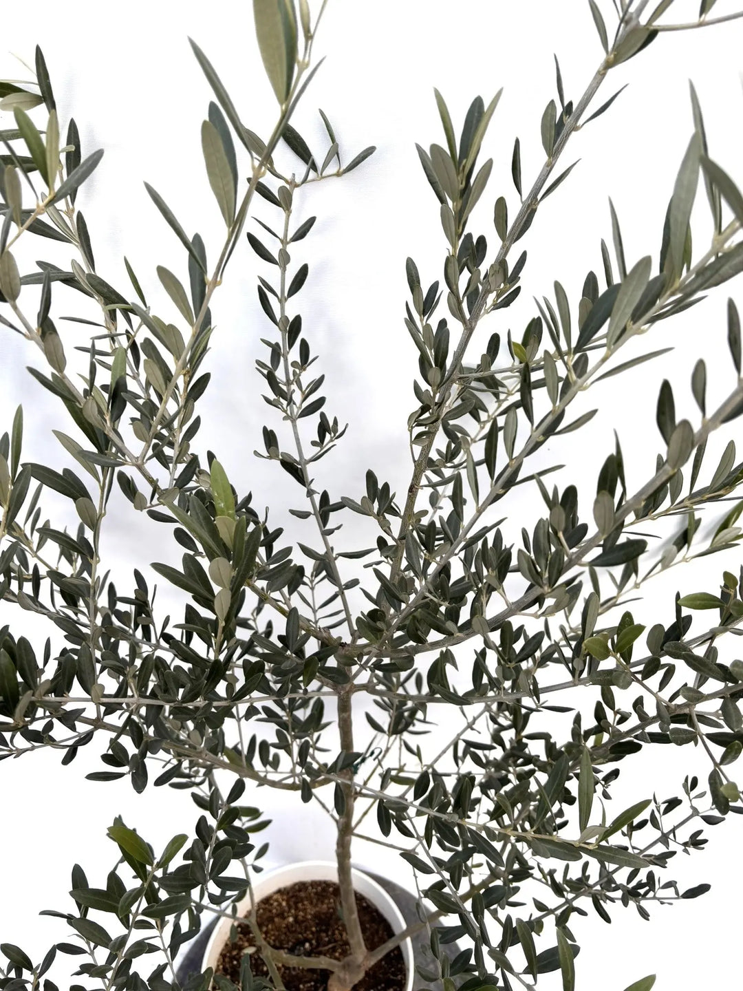 NEWタラスコア（オリーブの木）｜Sサイズ｜K-298｜約120cm｜希少・下垂