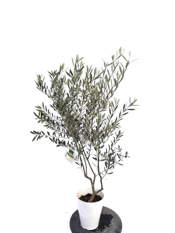 NEWタラスコア（オリーブの木）｜Sサイズ｜K-299｜約120cm｜希少・下垂型・銀葉