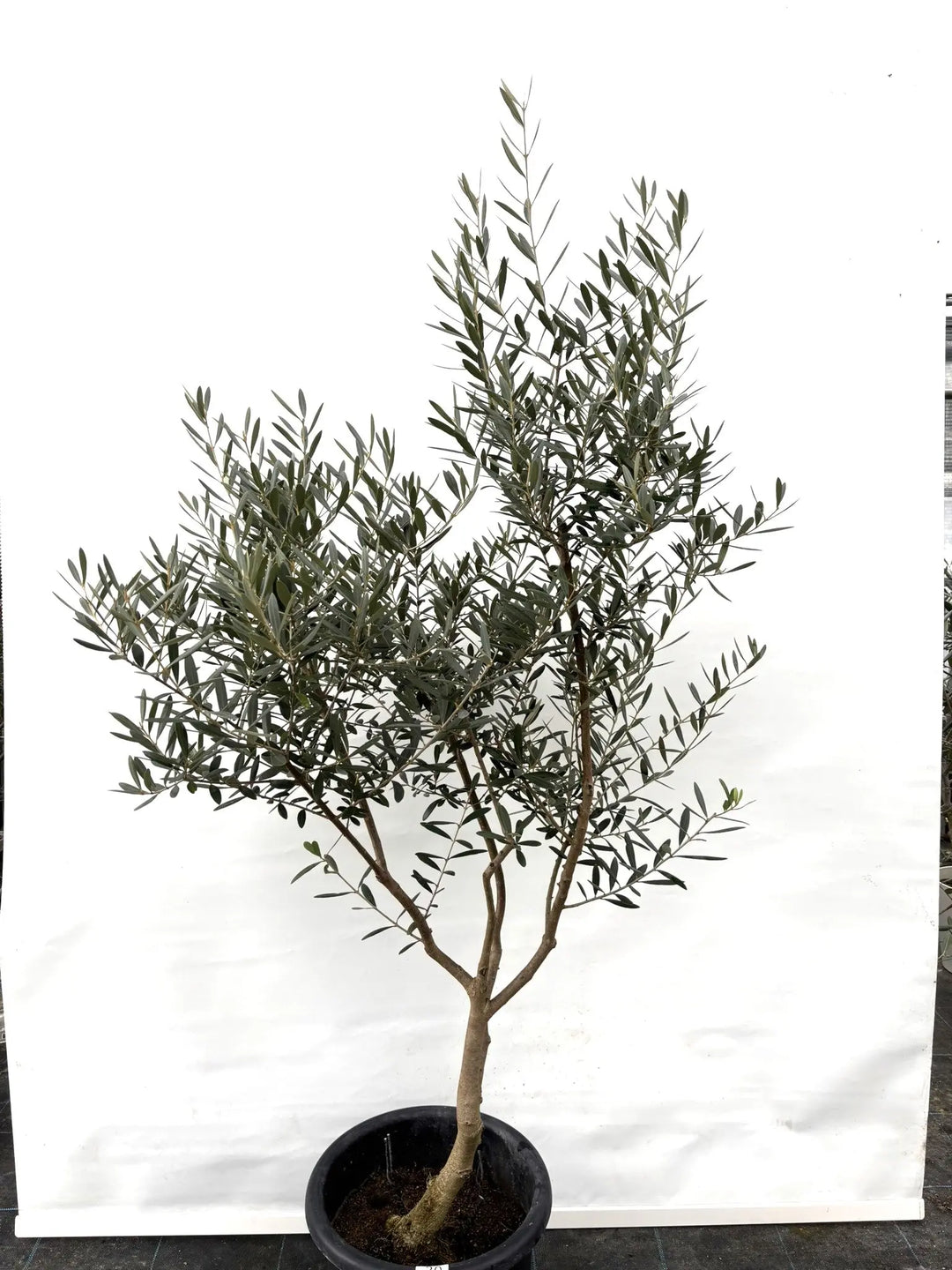 ネバディロブランコ Lサイズ 約160cm K-30 オリーブの木 - 株式会社鶴亀園