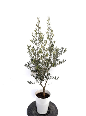 NEWタラスコア（オリーブの木）｜Sサイズ｜K-300｜約120cm｜希少・下垂型・銀葉