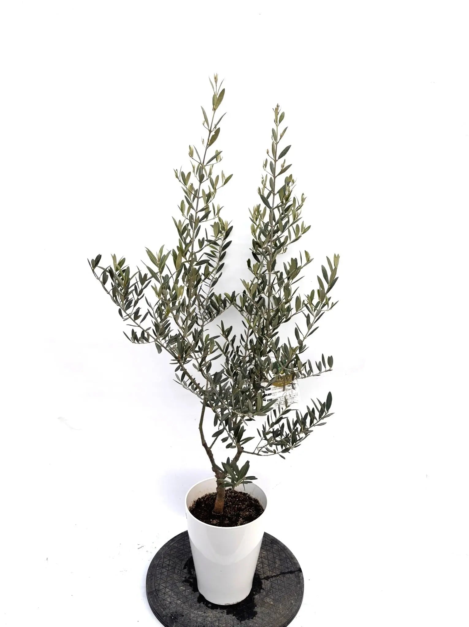 NEWタラスコア（オリーブの木）｜Sサイズ｜K-300｜約120cm｜希少・下垂