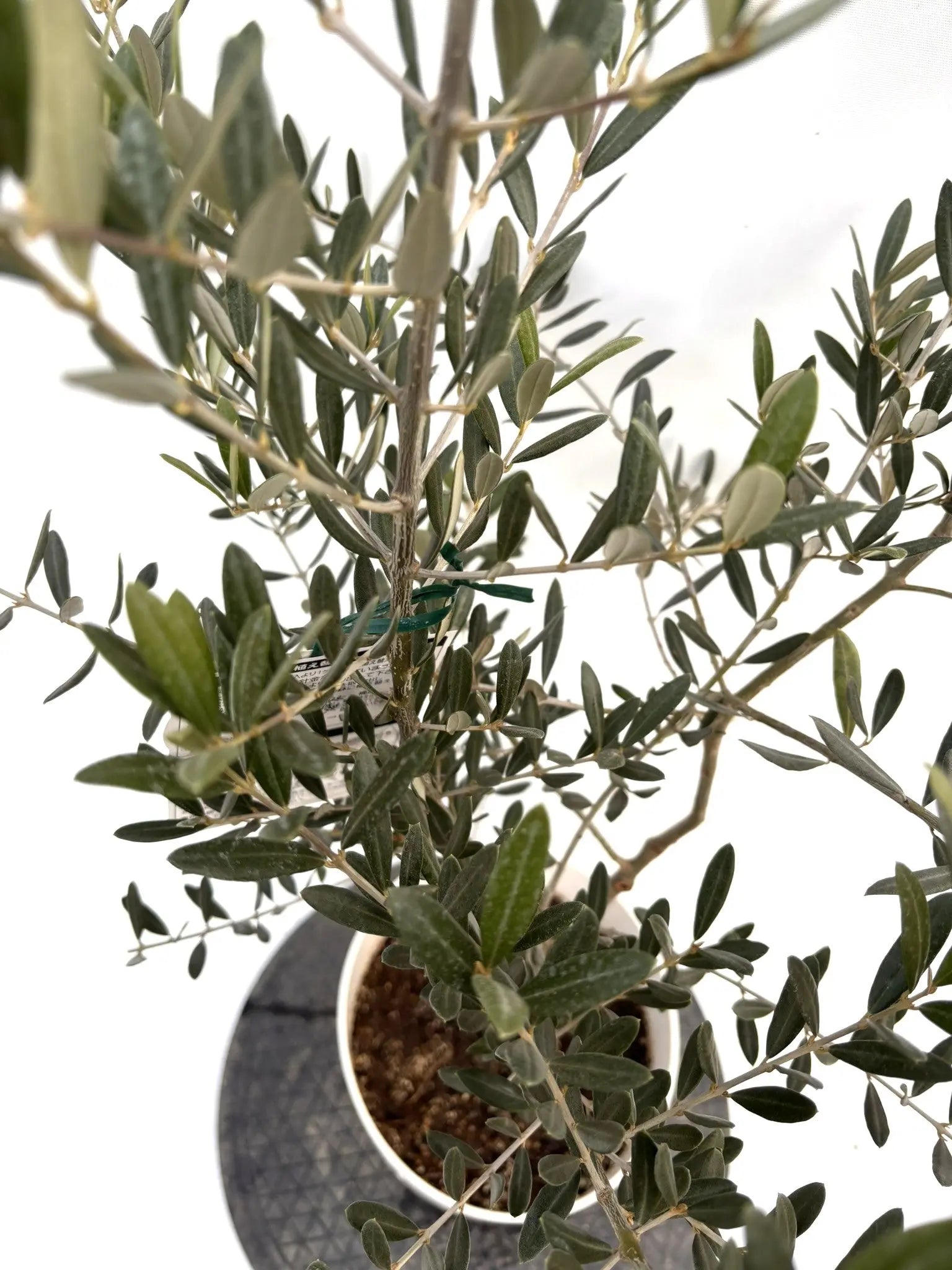 NEWタラスコア（オリーブの木）｜Sサイズ｜K-300｜約120cm｜希少・下垂