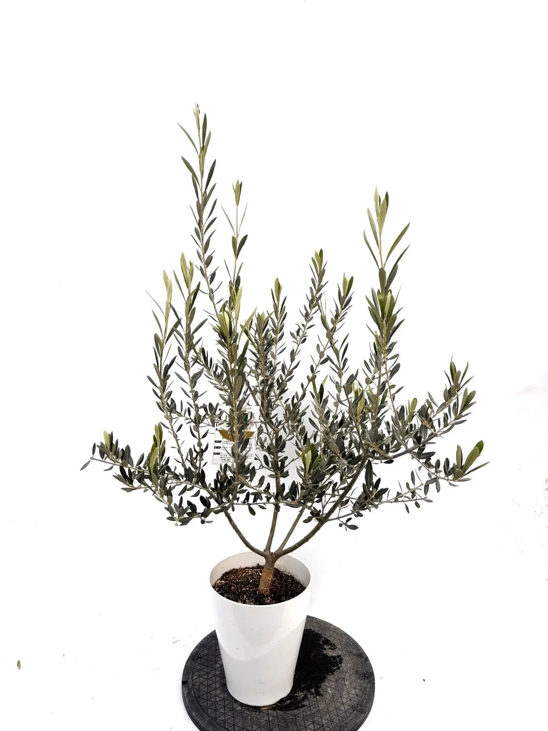 NEWタラスコア（オリーブの木）｜Sサイズ｜K-302｜約120cm｜希少