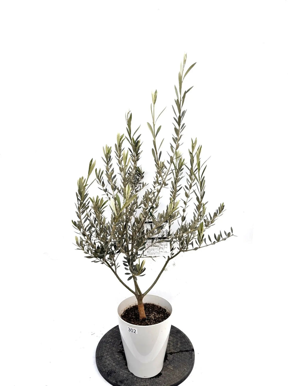 オリーブ苗木一覧 - 株式会社鶴亀園 – ページ5