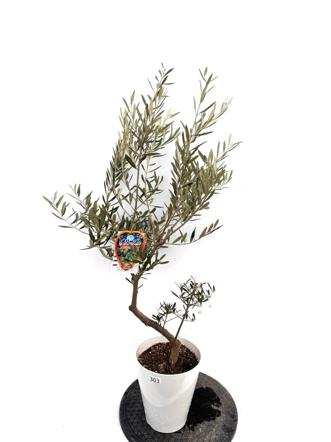 NEWデルモロッコ（オリーブの木）｜Sサイズ｜K-303｜約110cm｜希少