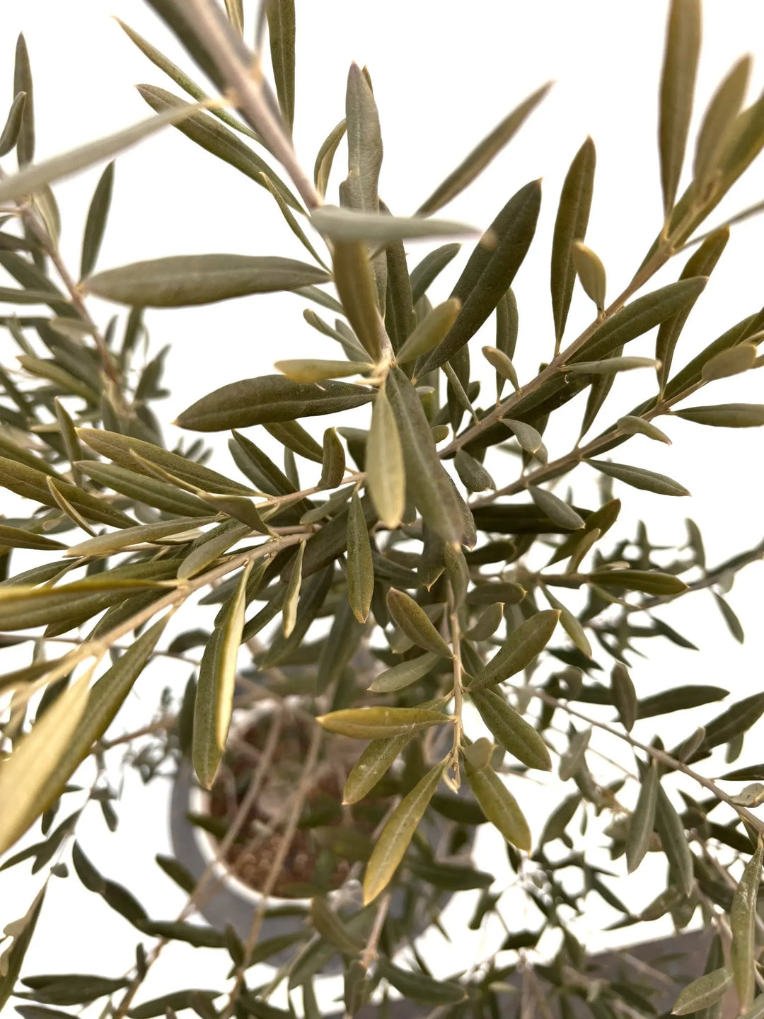 NEWデルモロッコ（オリーブの木）｜Sサイズ｜K-303｜約110cm｜希少