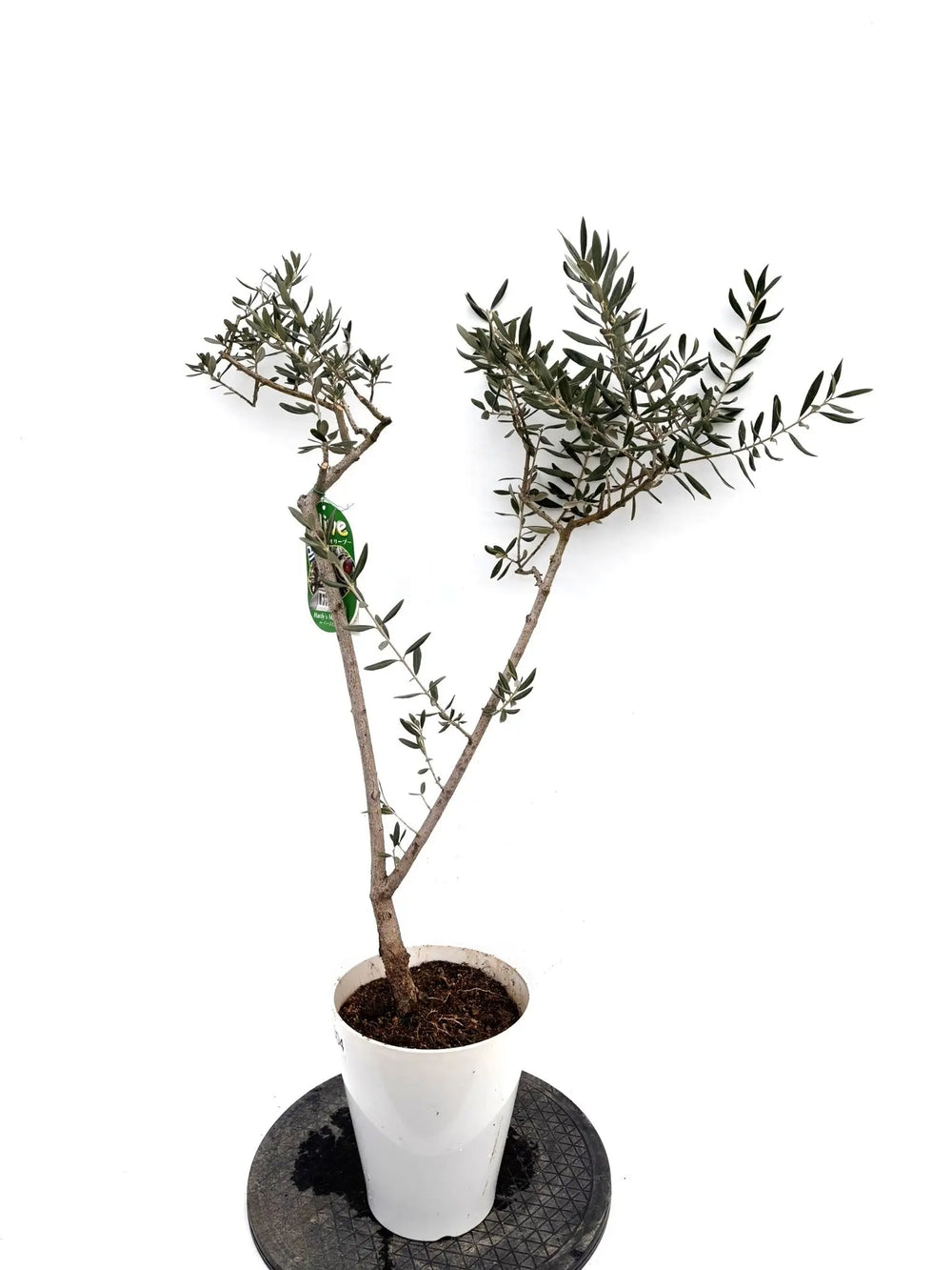 オリーブの木（全商品）｜写真の木をそのままお届け［現品販売］｜鶴亀