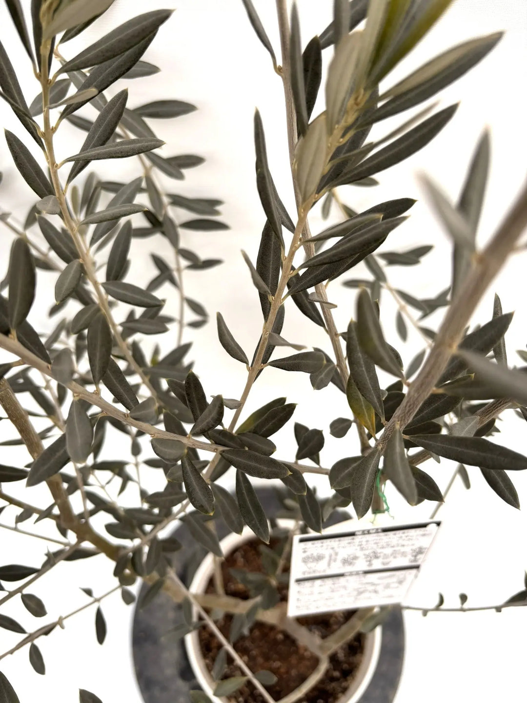 NEWバロウニ（オリーブの木）｜Sサイズ｜K-306｜約130cm｜希少・大実