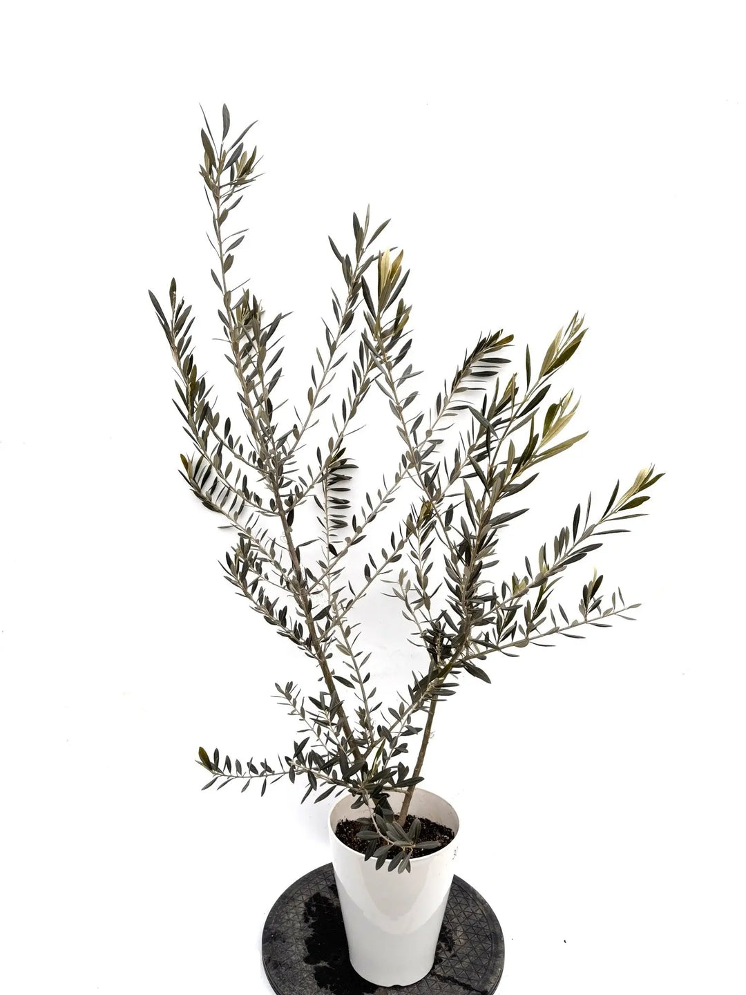 オリーブ苗木一覧 - 株式会社鶴亀園 – ページ5