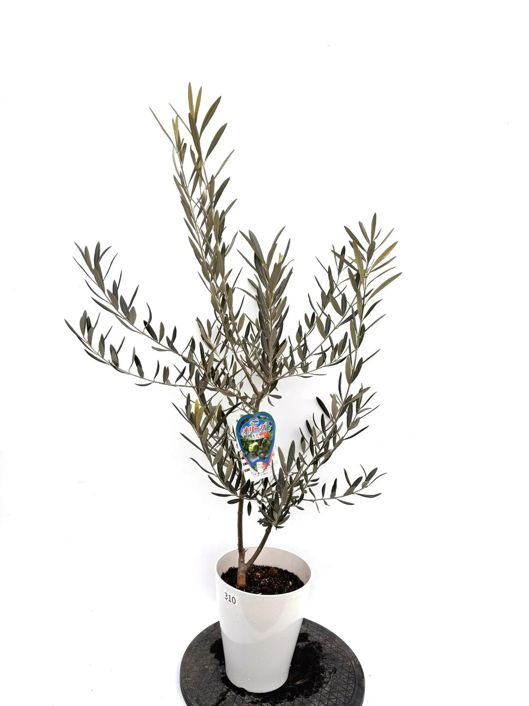 NEWブラックイタリアン（オリーブの木）｜Sサイズ｜約120cm｜K‑310