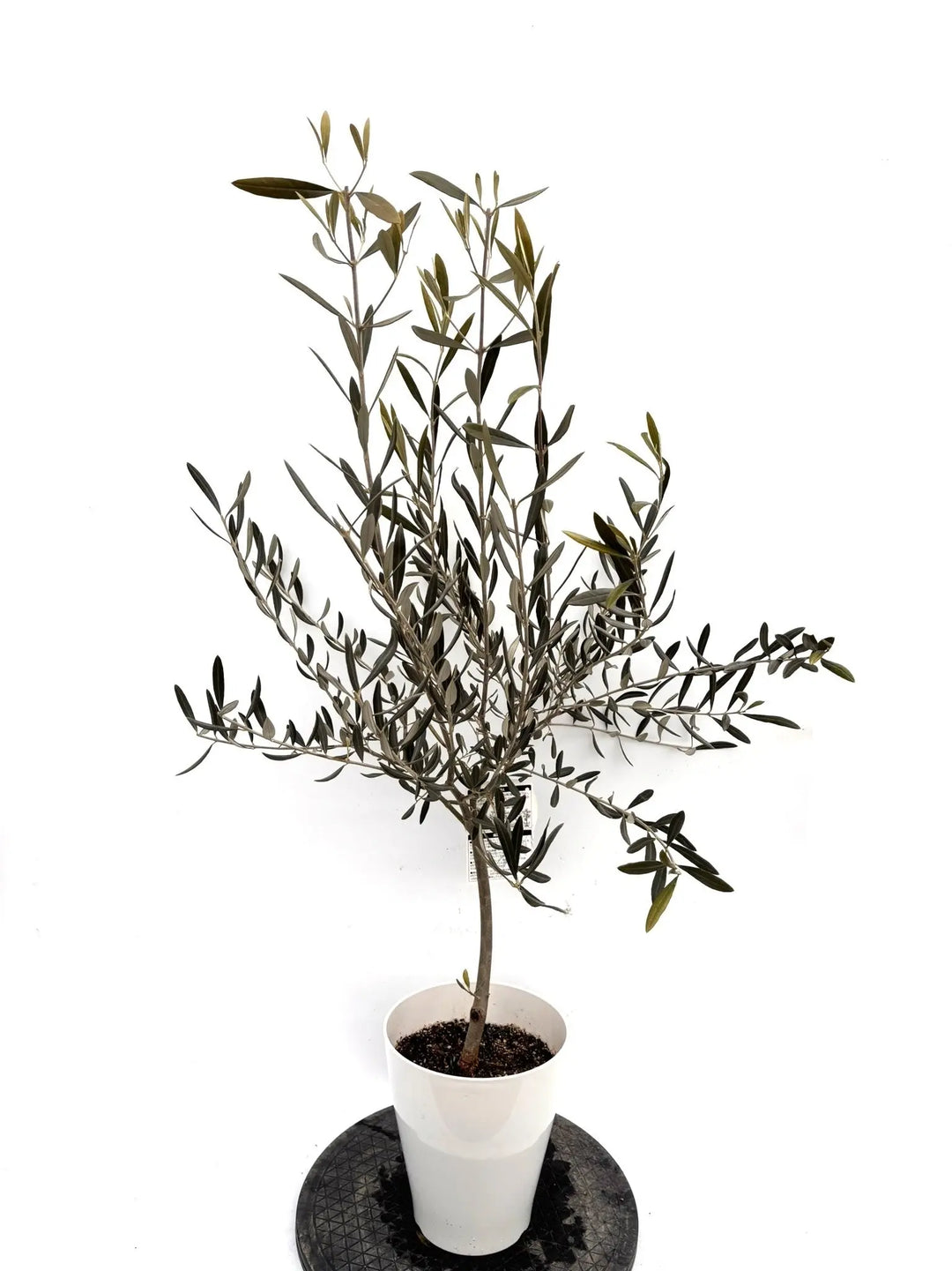 NEWブラックイタリアン（オリーブの木）｜Sサイズ｜約120cm｜K‑311