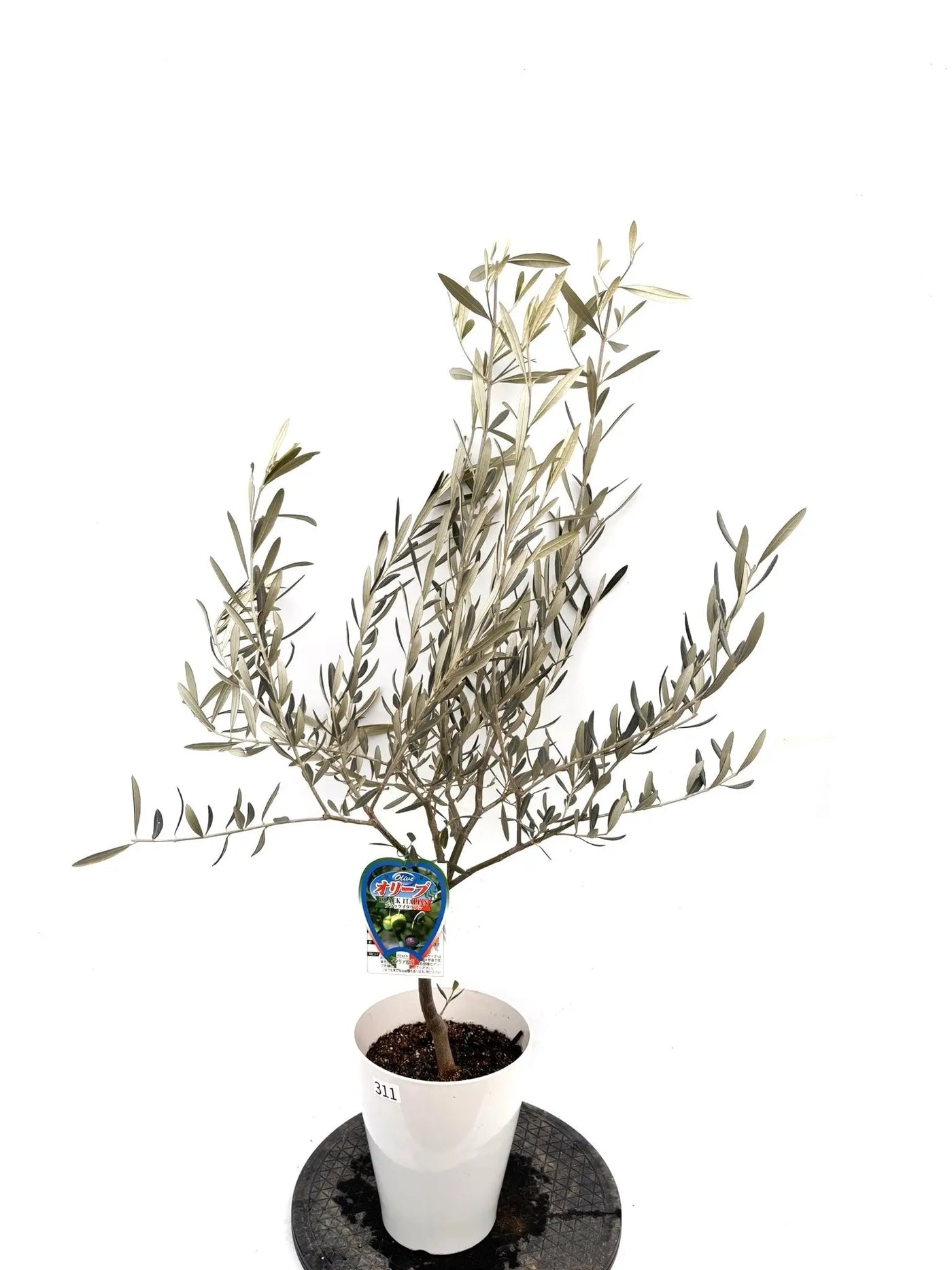 NEWブラックイタリアン（オリーブの木）｜Sサイズ｜約120cm｜K‑311