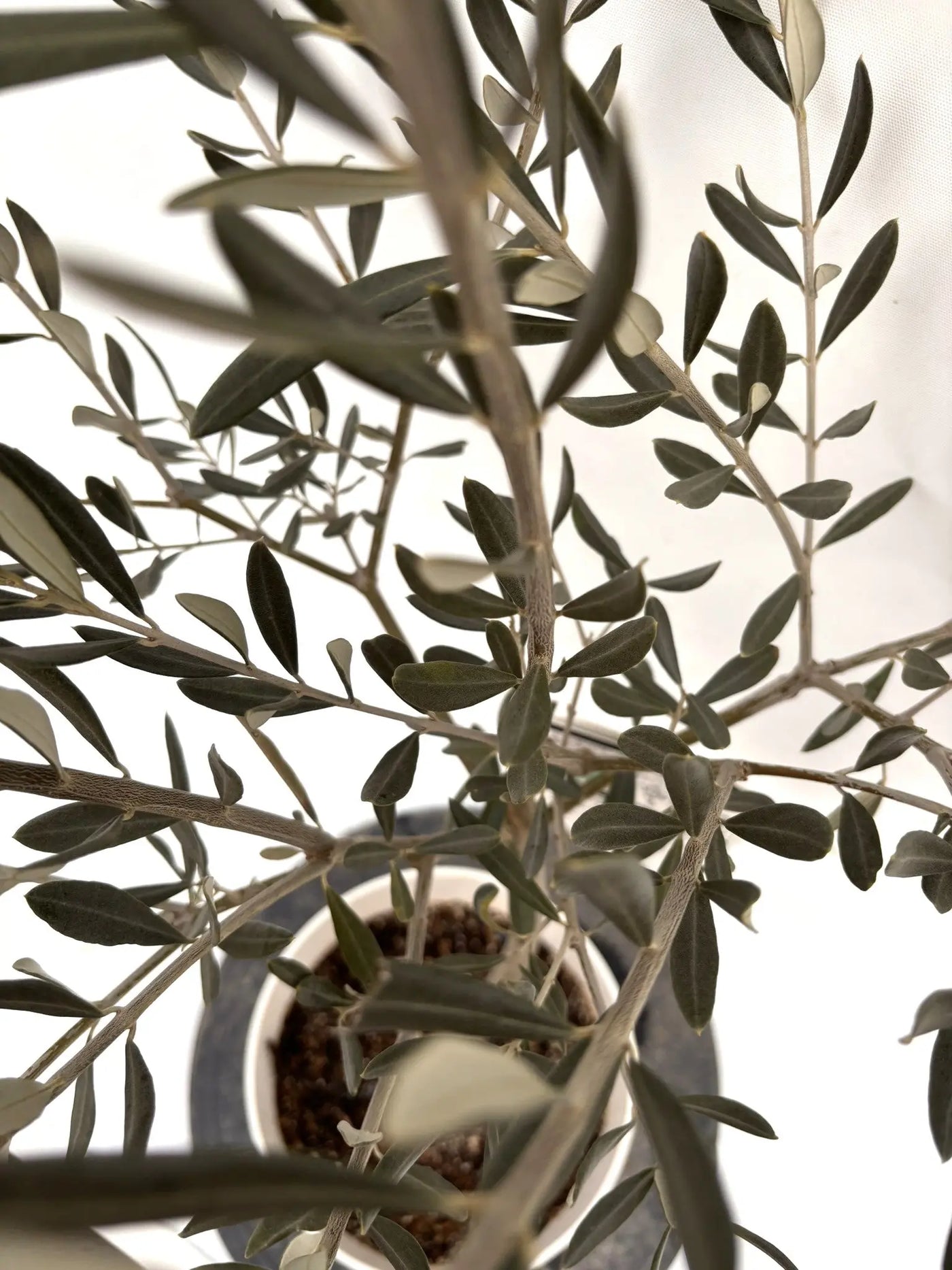 NEWブラックイタリアン（オリーブの木）｜Sサイズ｜約120cm｜K‑311