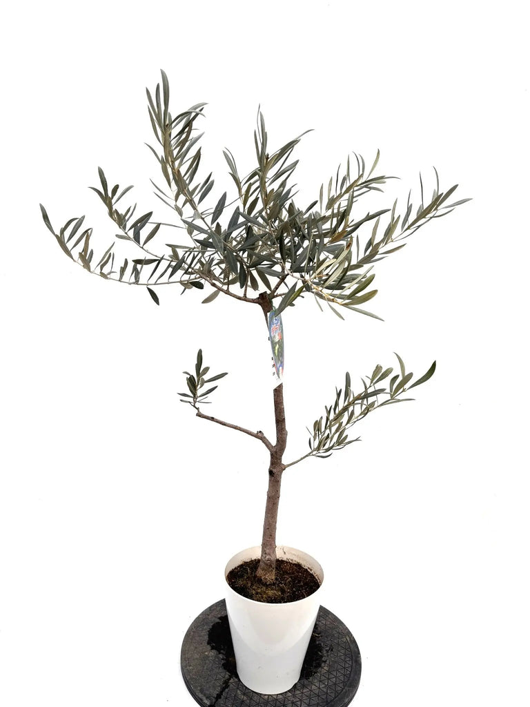 NEWブラックイタリアン（オリーブの木）｜Sサイズ｜約110cm｜K‑312