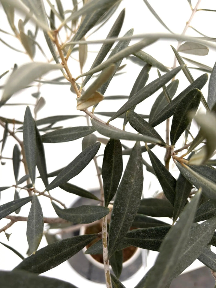 NEWブラックイタリアン（オリーブの木）｜Sサイズ｜約110cm｜K‑312