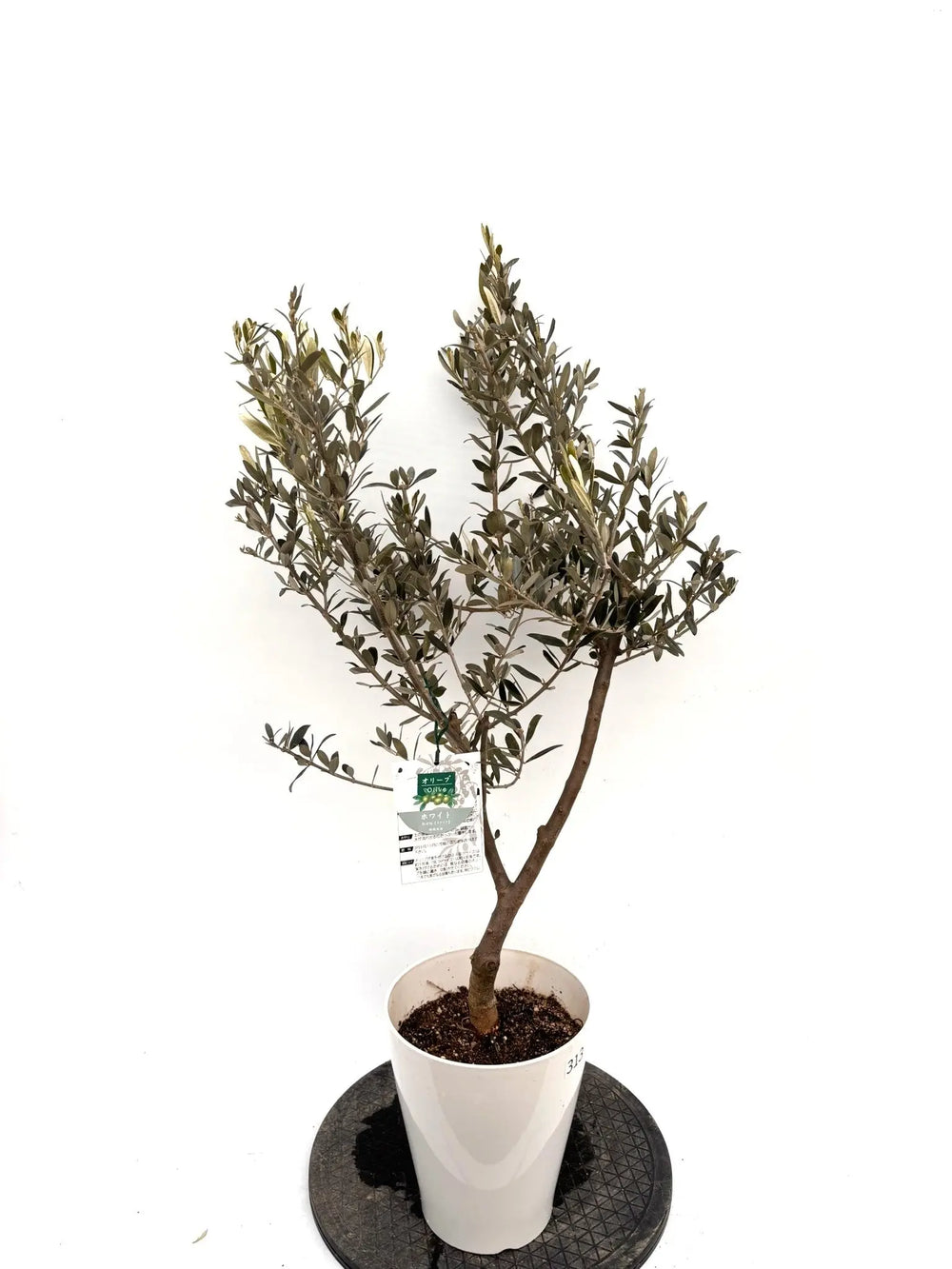 なかなか出会えない希少品種 - 株式会社鶴亀園