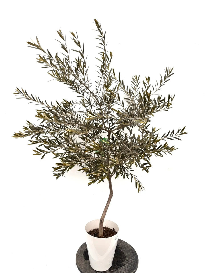 NEWマウリィーノ（オリーブの木）｜Sサイズ｜K-314｜約130cm｜希少