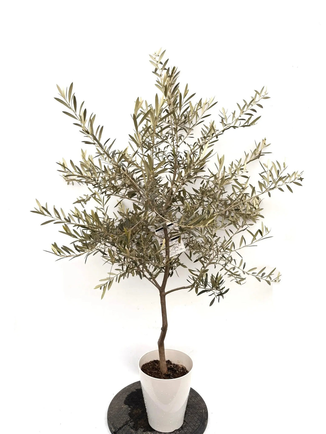NEWマウリィーノ（オリーブの木）｜Sサイズ｜K-314｜約130cm｜希少