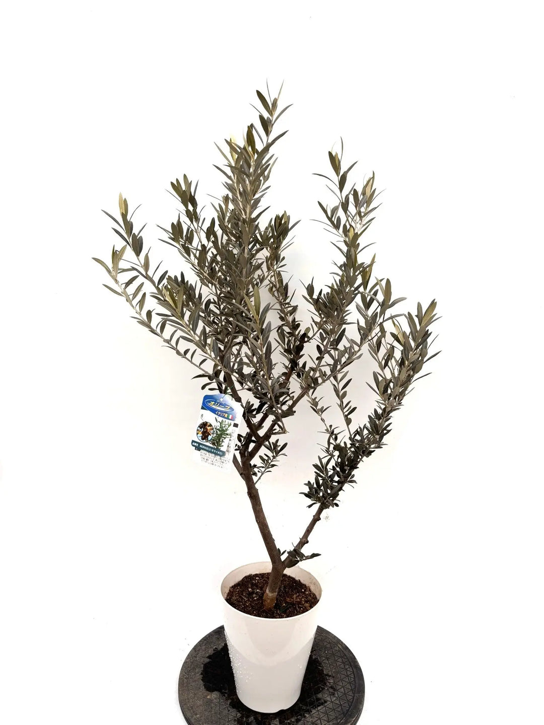 NEW モライオロ（オリーブの木）｜Sサイズ｜K-315｜約120cm｜希少